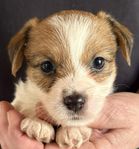 SKK Jack Russell valp till sommarlovet 