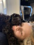 Labradoodle, Cobberdog, Cockerpoo och öppethus.