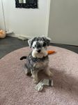 dvärgschnauzer tik