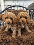 Multigeneration Labradoodles Stockholm 