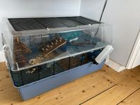 sibirisk dvärg hamster