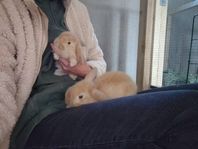 DVÄRGVÄDUR