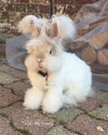Angora kanin