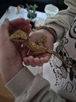 ögonfransgecko med terrarium