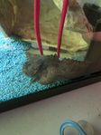 Toadfish 