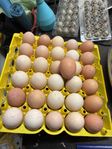ägg