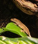 ögonfransgecko bebis 