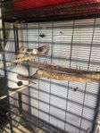 finches birds 3st