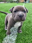 American Bully hane 