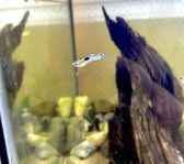 Guppy yngel 