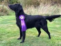Flatcoated retriever valpar 