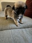 Mops/Shih Tzu valpar