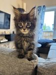 Bedårande Maine Coon kattunge