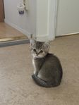 British shorthair hane 