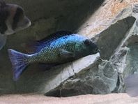 Fossorochromis rostratus