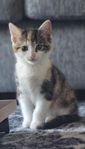 Kattunge