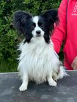 1årig Papillon hane 