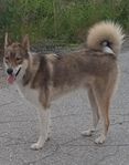 Alaskan Husky hane.