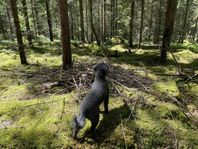 Hund- och kattpassning på gård mitt bland skog och betesma