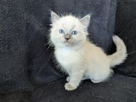 Ragdoll kattungar 