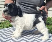 Underbar Bichon Havanais kille