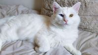 Helvit Ragdoll