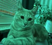 Katt söker nytt hem