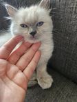 Underbar Ragdoll (flicka) – social och flyttklar!
