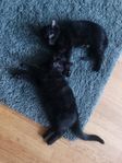 Katt