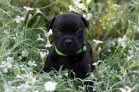 Staffordshire Bullterrier SKK