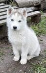 4 siberian husky valpar