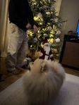 pomeranian