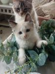 Ragdoll