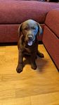 Labrador retriever valp