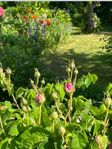 Koloni på Västra Sommarstaden