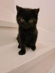 Perser kattunge