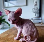 Sphynx kattunge med SVERAK-stamtavla  