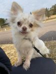 Chihuahua 6 år