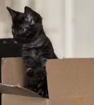 Två mysiga kattunge-tjejer kvar