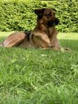schäfer/Rottweiler