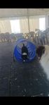 border collies valpar 