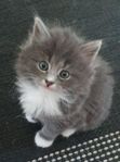 kattungar 