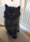 kattunge 