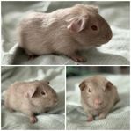 Bebishanen Mio, marsvin