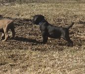 Cane corso valp, leveransklar