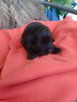 Cavapoo valp tik