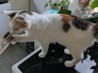Honkatter 