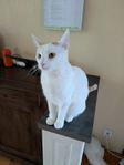 Hankatter