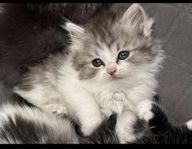 ragdoll kattunge