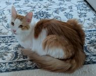 Kastrerad hankatt